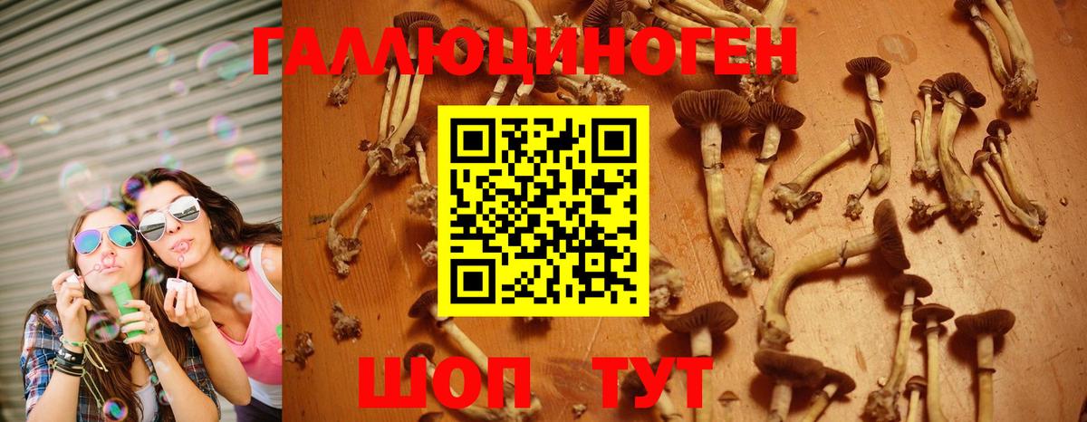 Самара  Галлюциногенные грибы Psilocybine cubensis  Псилоцибиновые грибы GOLDEN TEACHER  Вход с VPN 